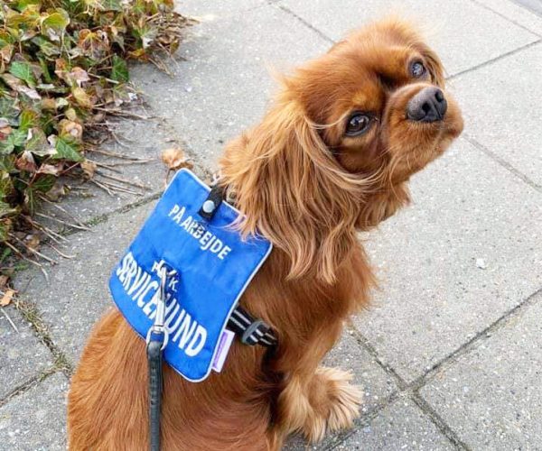Trinitas-psykiatrisk-servicehund-Mikkel